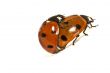 Ladybugs Makin` Whoopee