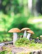 Orange Cap Boletus mushrooms 
