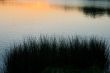 Silhouettes of coastal plants