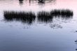 Silhouettes of water plants