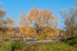 Autumn tree