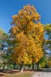 Autumn tree