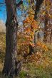 Autumn tree