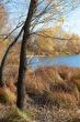 Autumn tree