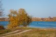 Tree near the river