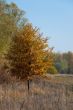 Orange tree