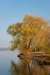 Tree at the river