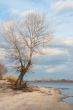 autumn tree