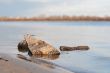 Stone in the river