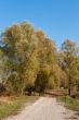 autumn park