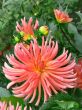 Dahlias in the flowerbed