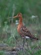 Black-tailed gotwit