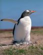 Gentoo penguin