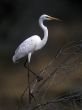 White egret