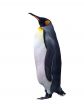 Isolated emperor penguin with clipping path