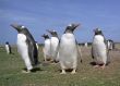 Colony gentoo penguins