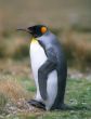 King penguin