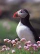 Puffin