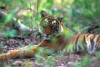 Bengal tiger (Panthera tigris)