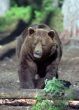 Brown bear