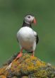 Puffin