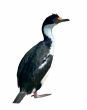 Blue-eyed cormorant (Phalacrocorax atriceps) 