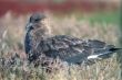 Great skua