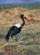 Saddlebilled Stork