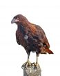 Isolated caracara