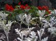 Cineraria and salvia blooming