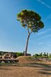 Tree at the Palatine Hill