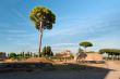 Tree at the Palatine Hill