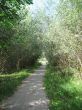 summer rural landscape 