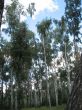 summer rural landscape with forest 