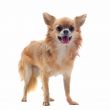 brown chihuahua