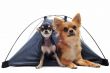 puppy and adult chihuahuas in tent