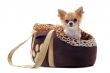 travel bag and chihuahua
