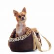 travel bag and chihuahua