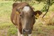 The brown horned cow