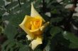 Yellow rose 