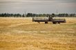 Combine harvester in a wheat field