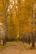 Autumn valley in central Russia_vertical