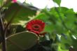 Lonely flower in foliage