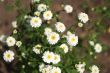 White flowers in soft focus