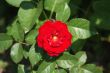 red flower in soft focus
