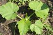 Plant a pumpkin small sprouts