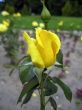 Yellow rose blossom