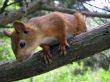 Red squirrel on the branch