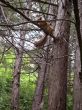 Red squirrel on the branch