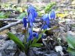 First spring flower. Scilla